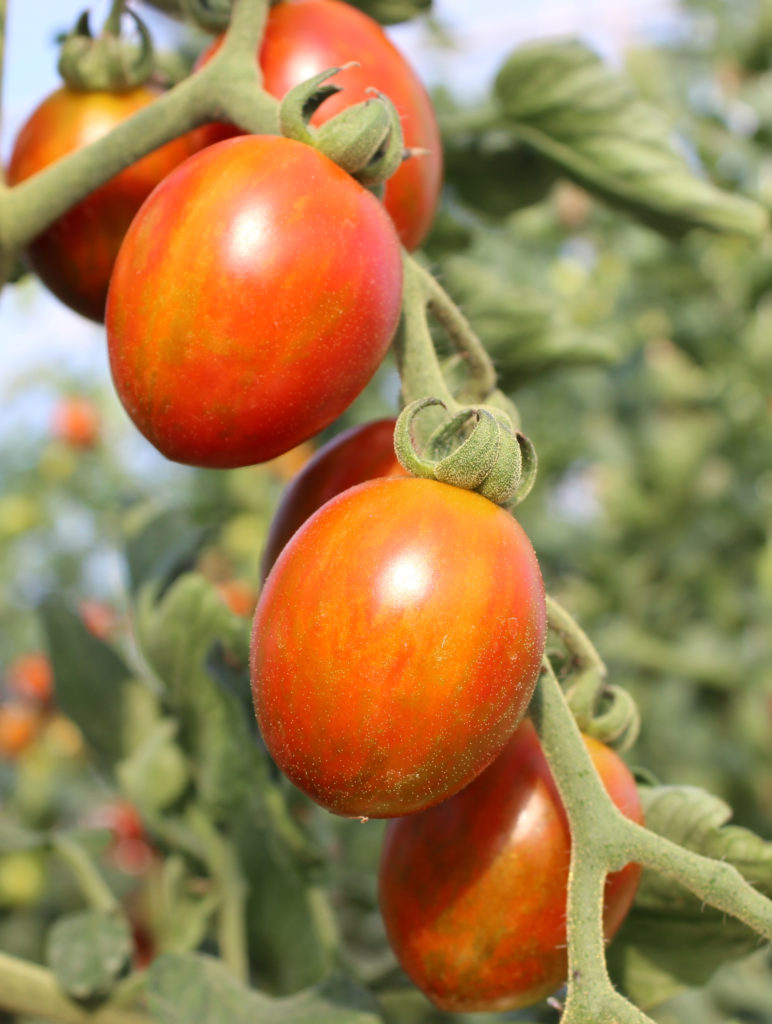 Mini-Tomates Rouges